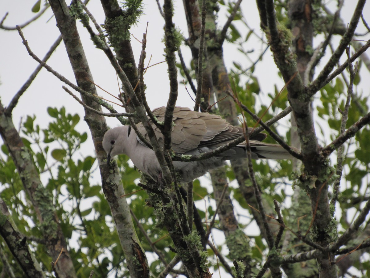 Eurasian Collared-Dove - ML401553241