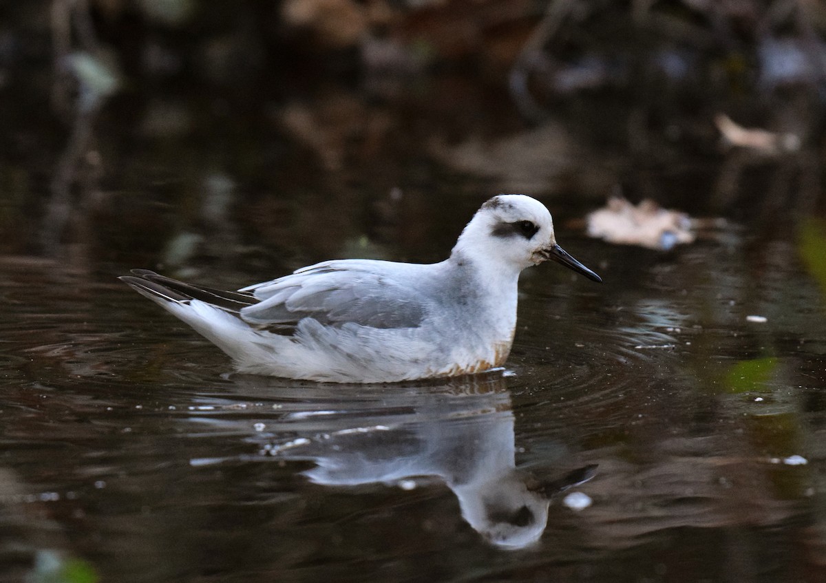 Red Phalarope - Ryan O'Donnell