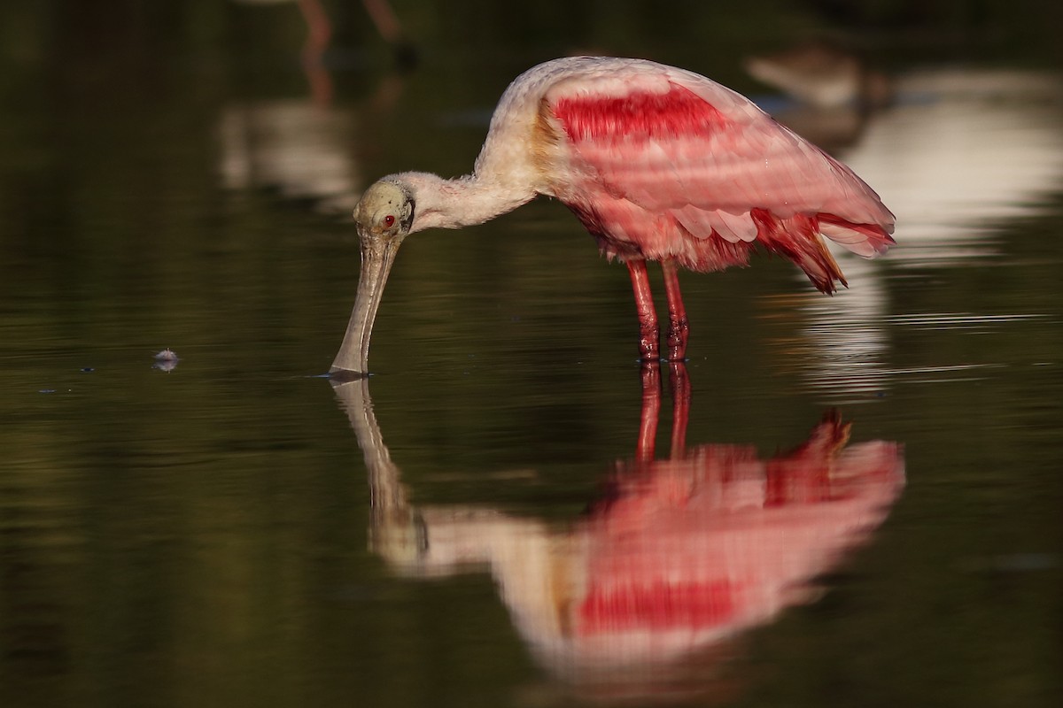 Roseate Spoonbill - ML401557511