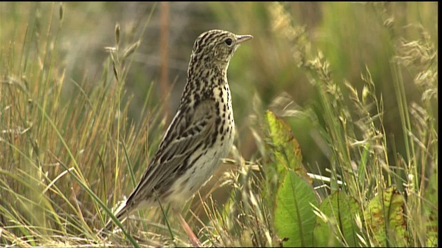 Correndera Pipit (Correndera) - ML401558