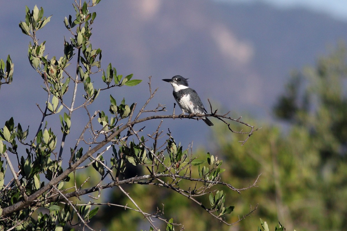 Belted Kingfisher - ML401558491