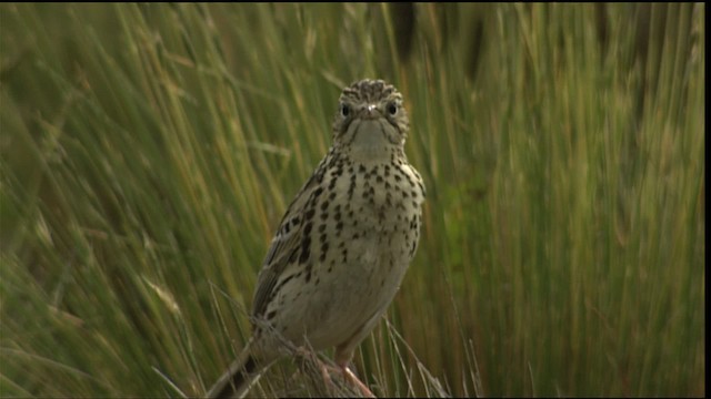 Correndera Pipit (Correndera) - ML401559