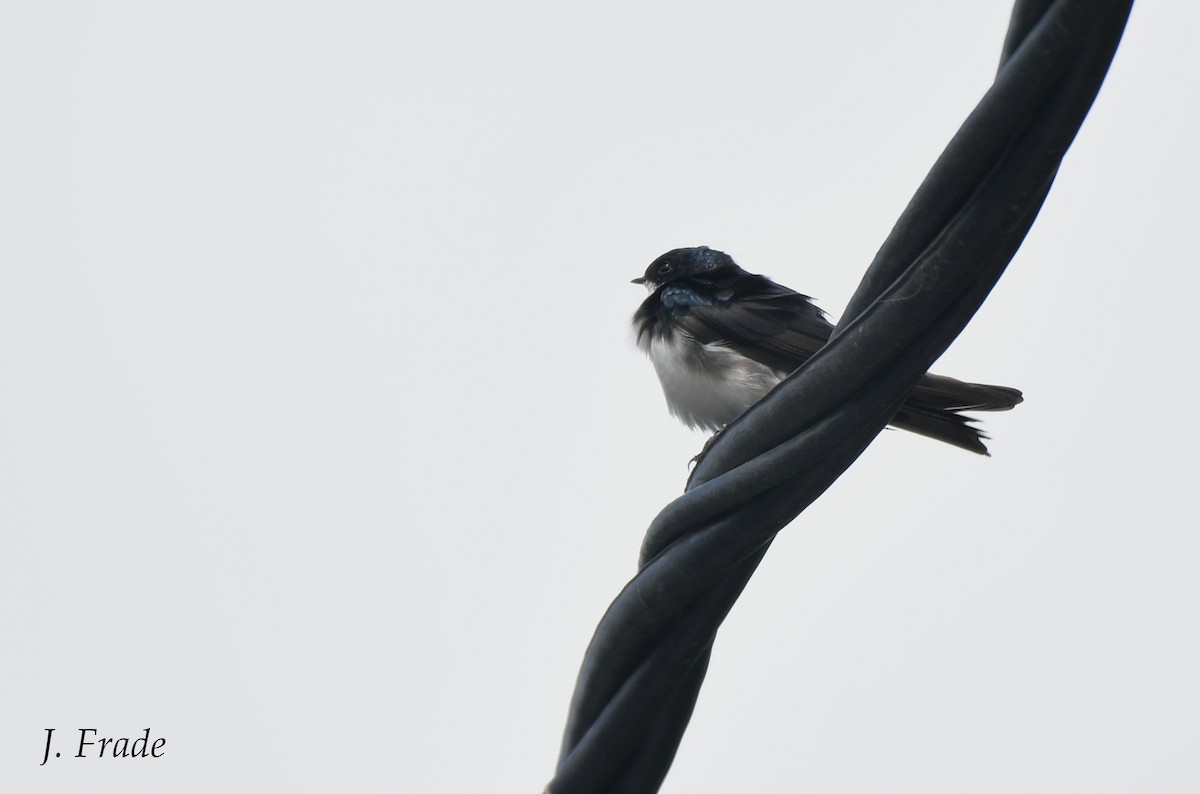 Blue-and-white Swallow - ML401559491