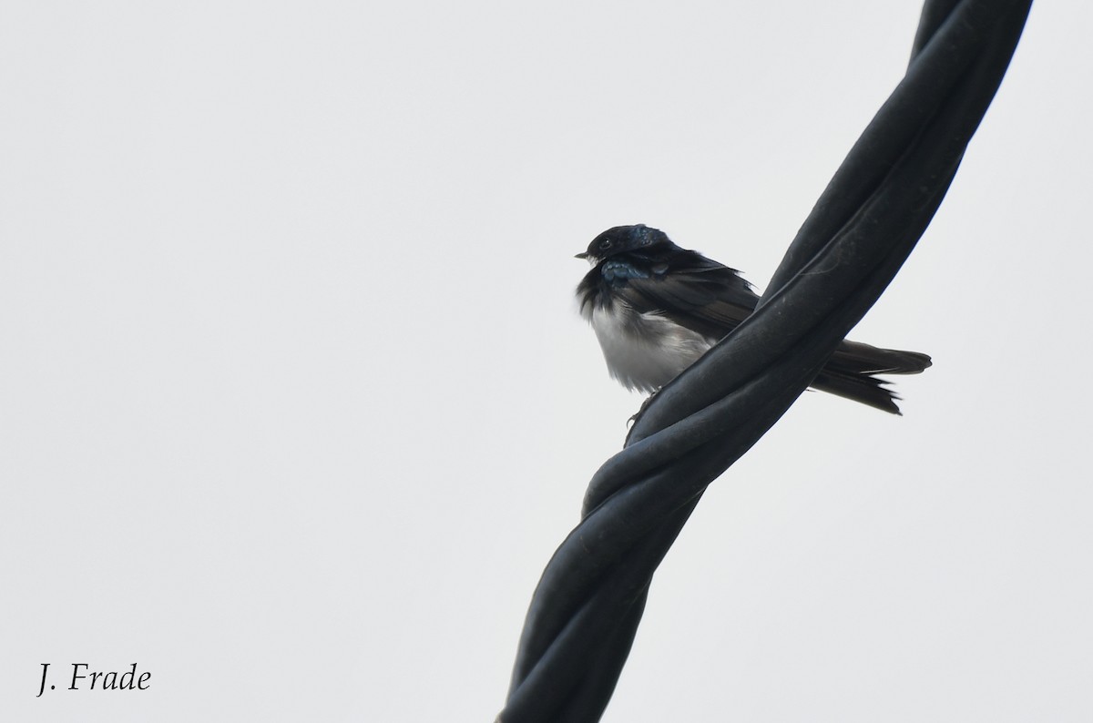 Golondrina Barranquera - ML401559491