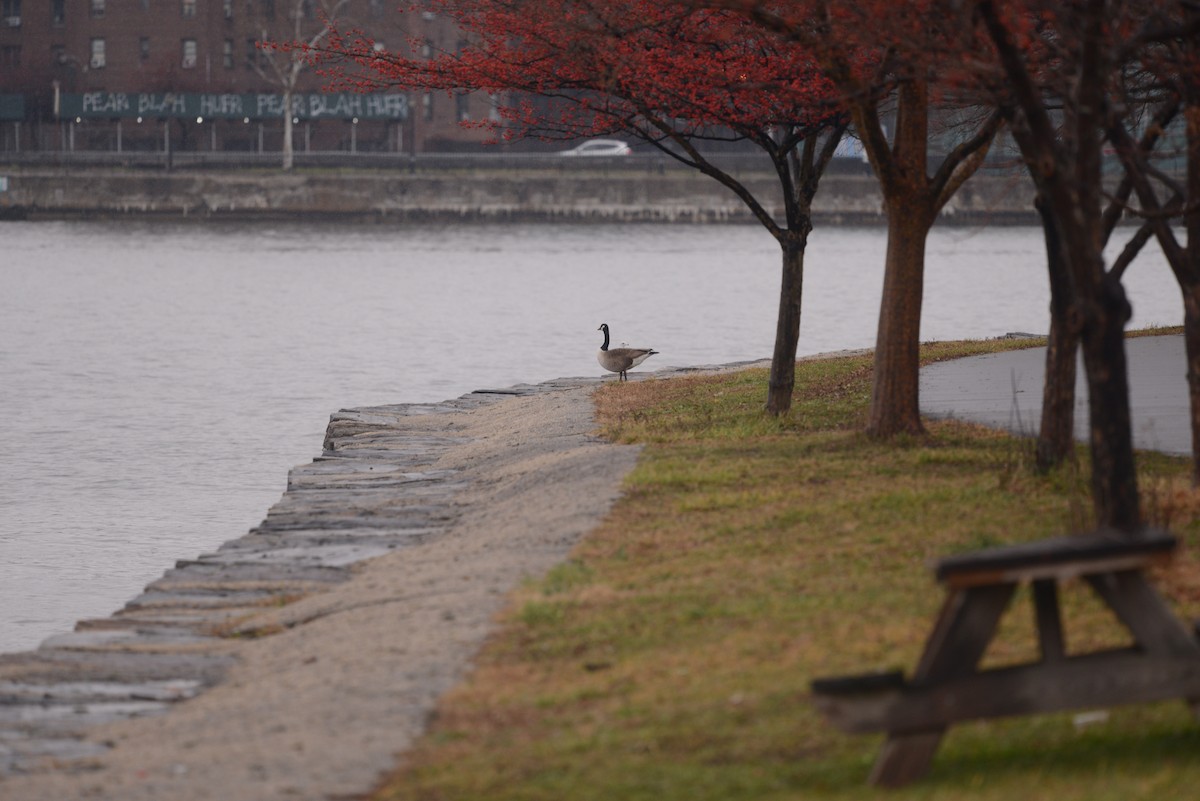 Canada Goose - ML401560411