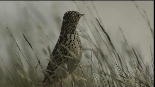 Correndera Pipit (Correndera) - ML401561