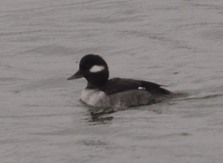 Bufflehead - ML401561541