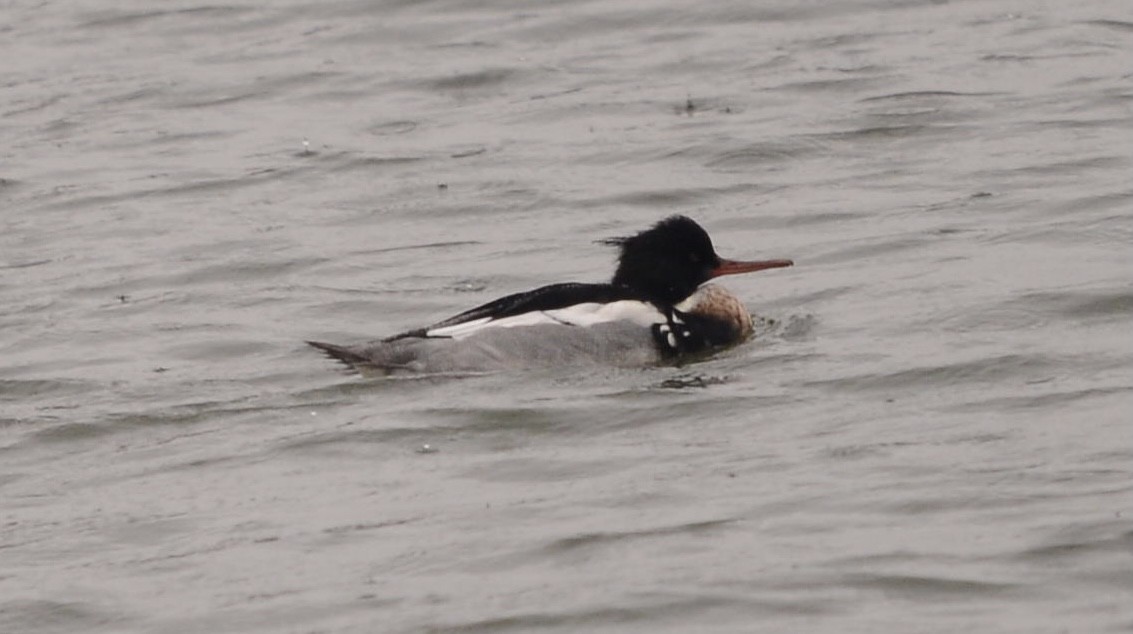 Red-breasted Merganser - ML401561611