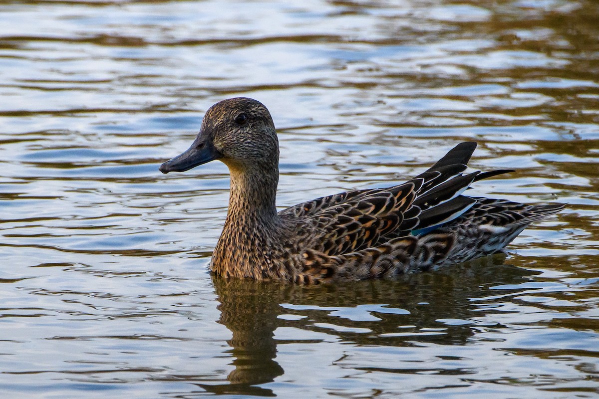 Green-winged Teal - ML401563151