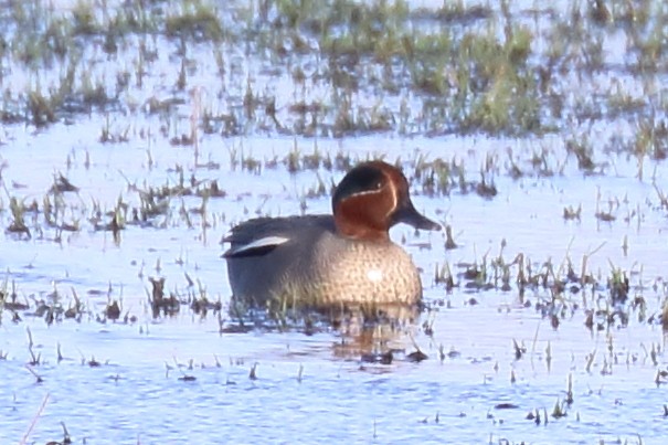 Green-winged Teal (Eurasian) - ML401563391