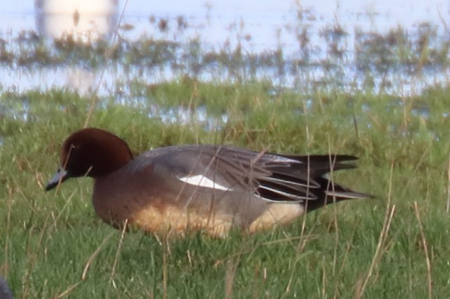 Eurasian Wigeon - ML401563481