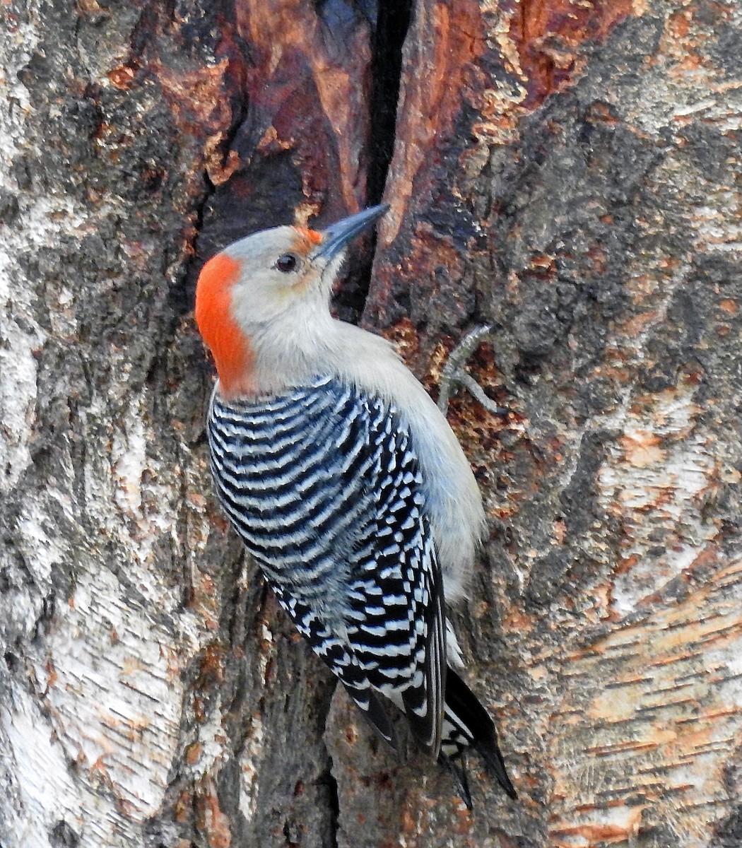 Red-bellied Woodpecker - Theresa Dobko