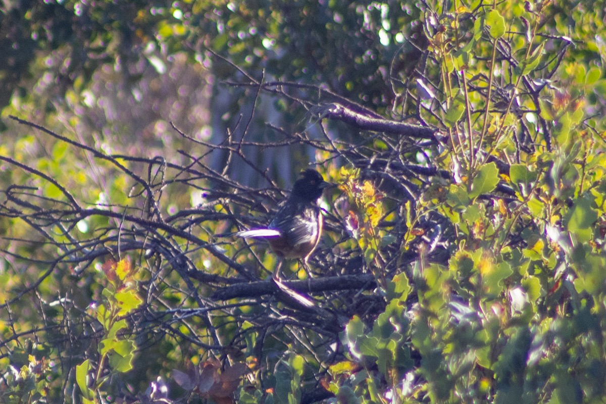 Spotted Towhee (maculatus Group) - ML401563871