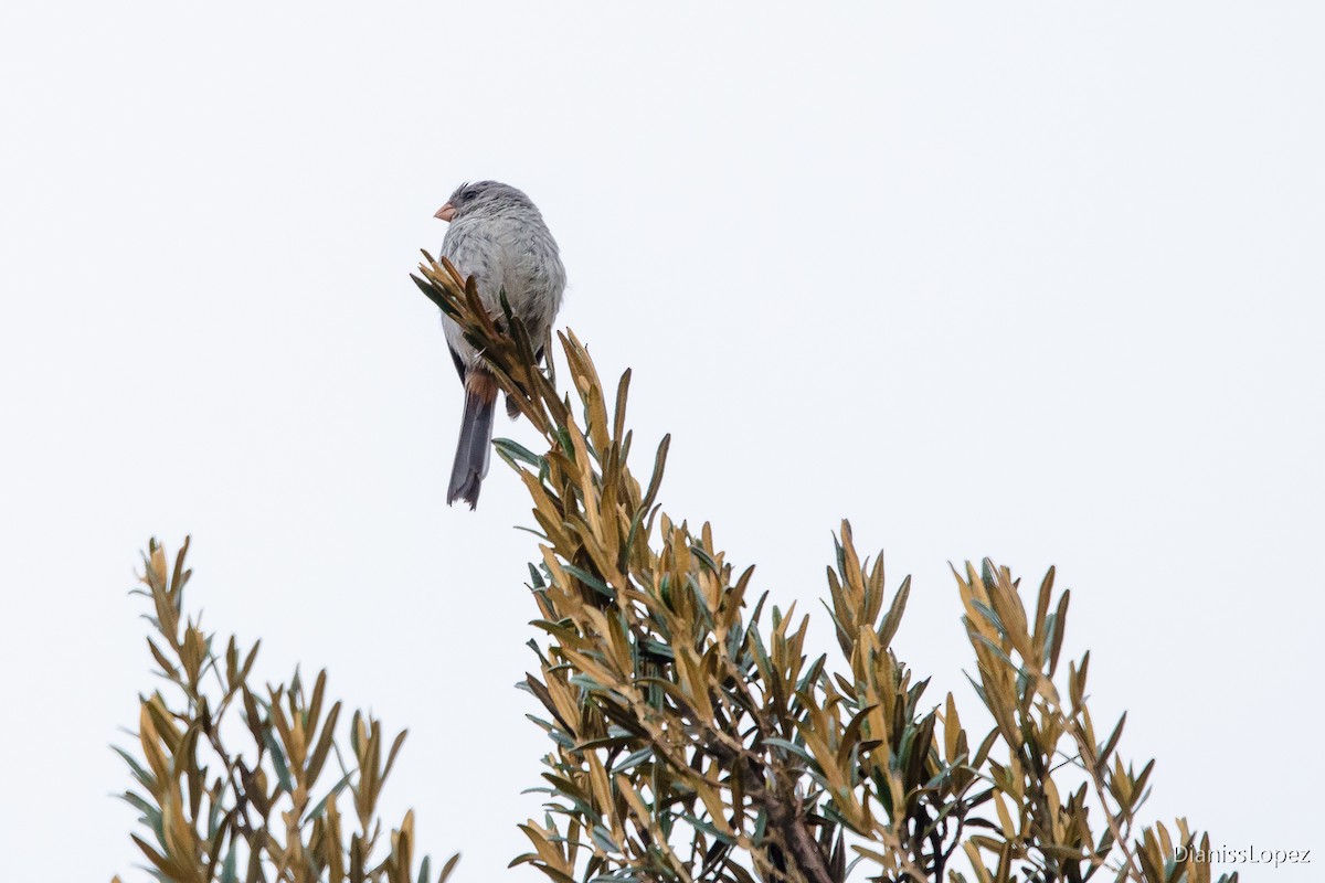Plain-colored Seedeater - ML401563961