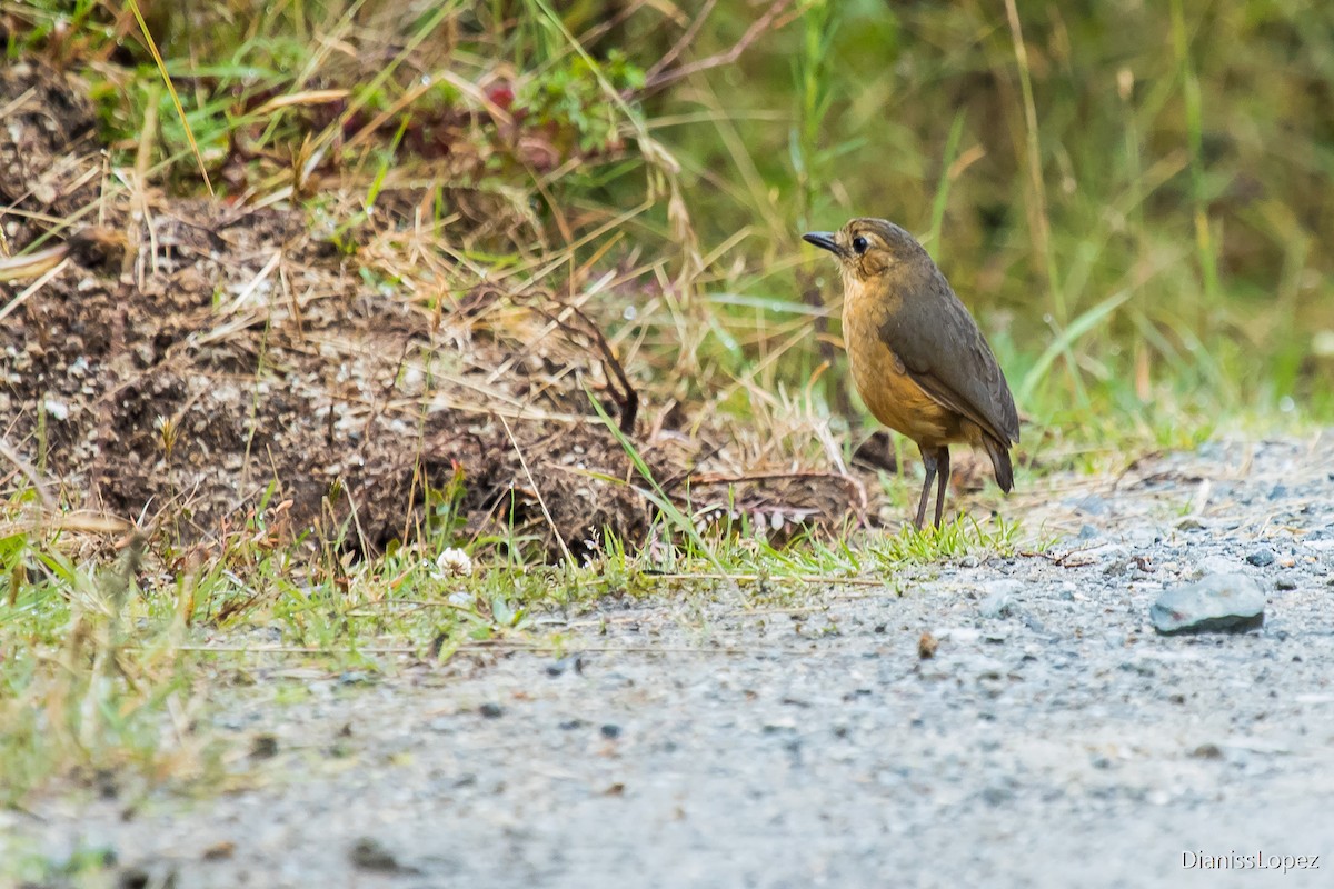 Tawny Antpitta - ML401564031