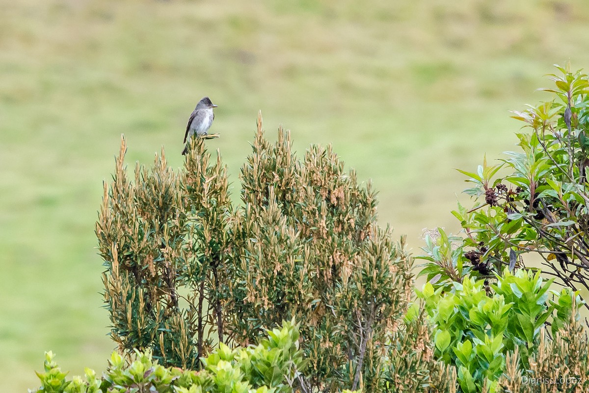 Olive-sided Flycatcher - ML401564181