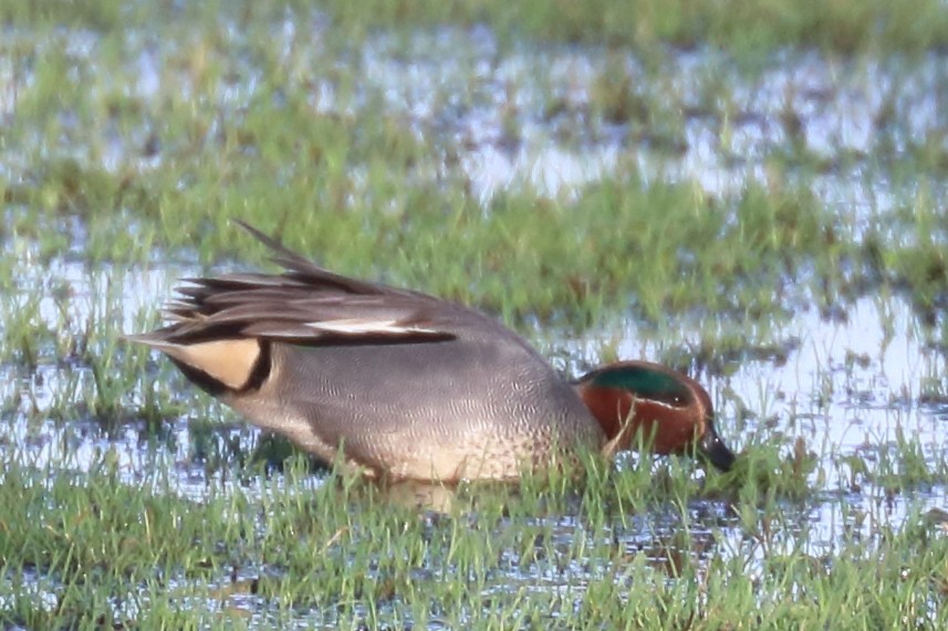 Green-winged Teal (Eurasian) - ML401564731