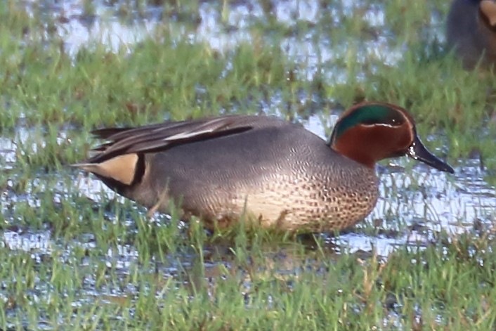 Green-winged Teal (Eurasian) - ML401564801