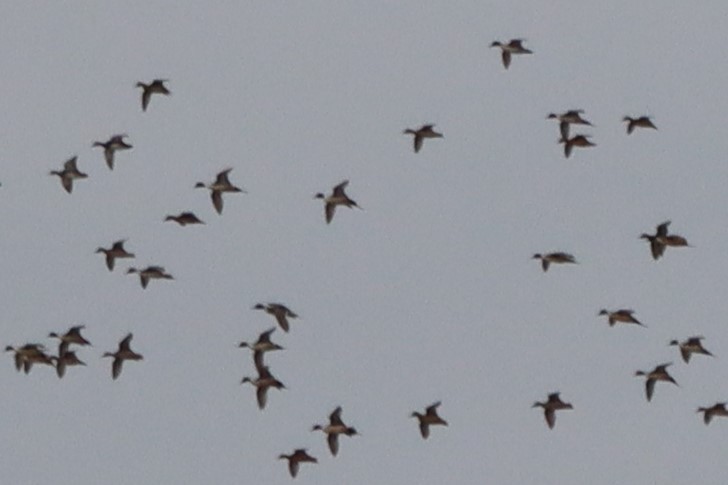 Northern Pintail - Pete Johantgen