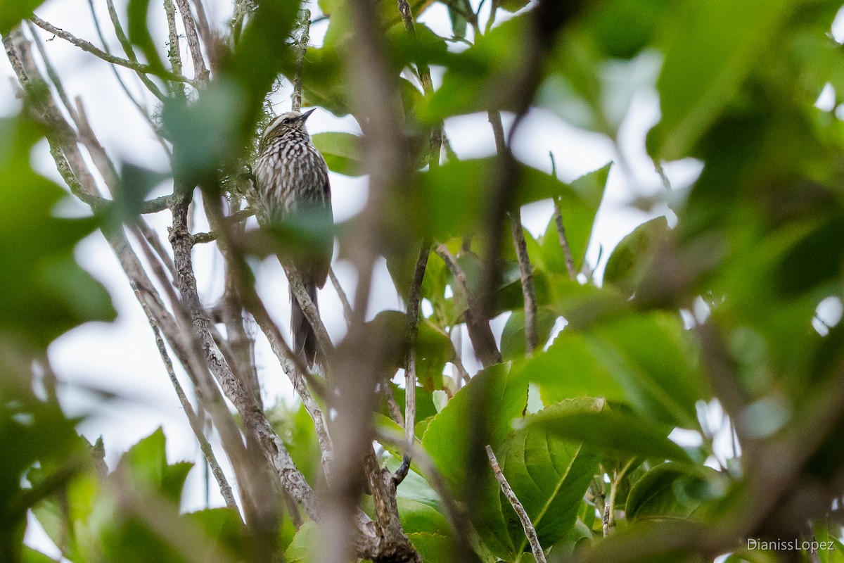 Andean Tit-Spinetail - ML401565531