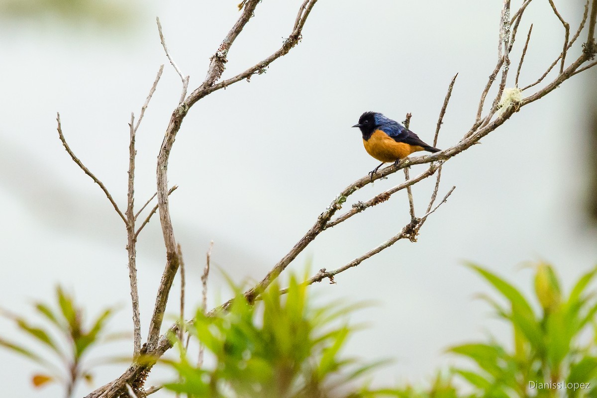 Blue-backed Conebill - ML401565591