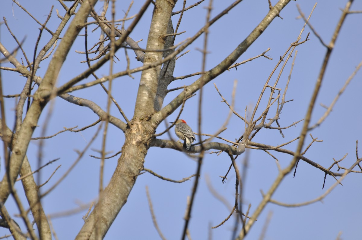 Red-bellied Woodpecker - ML40156561