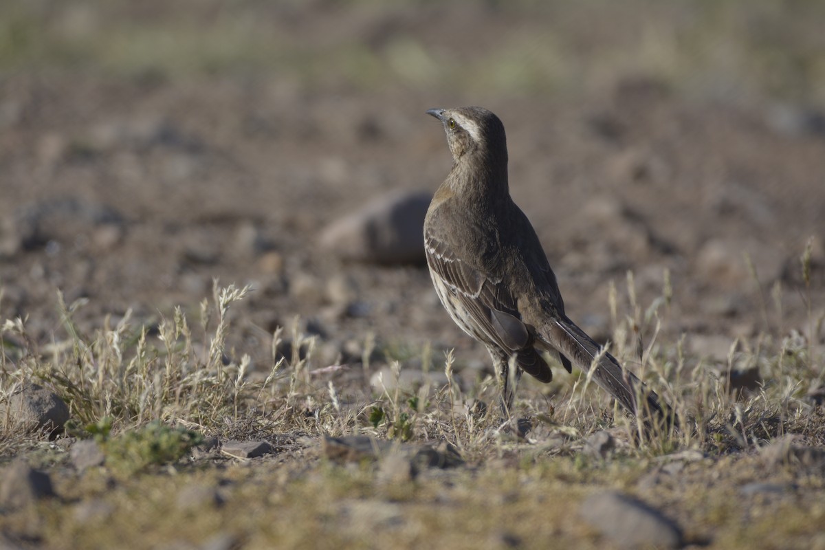 Chilean Mockingbird - ML401565611