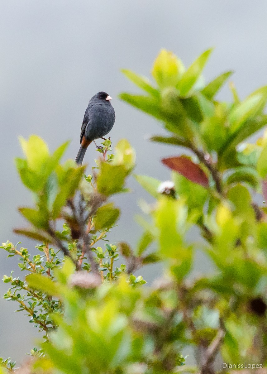 Paramo Seedeater - ML401565641