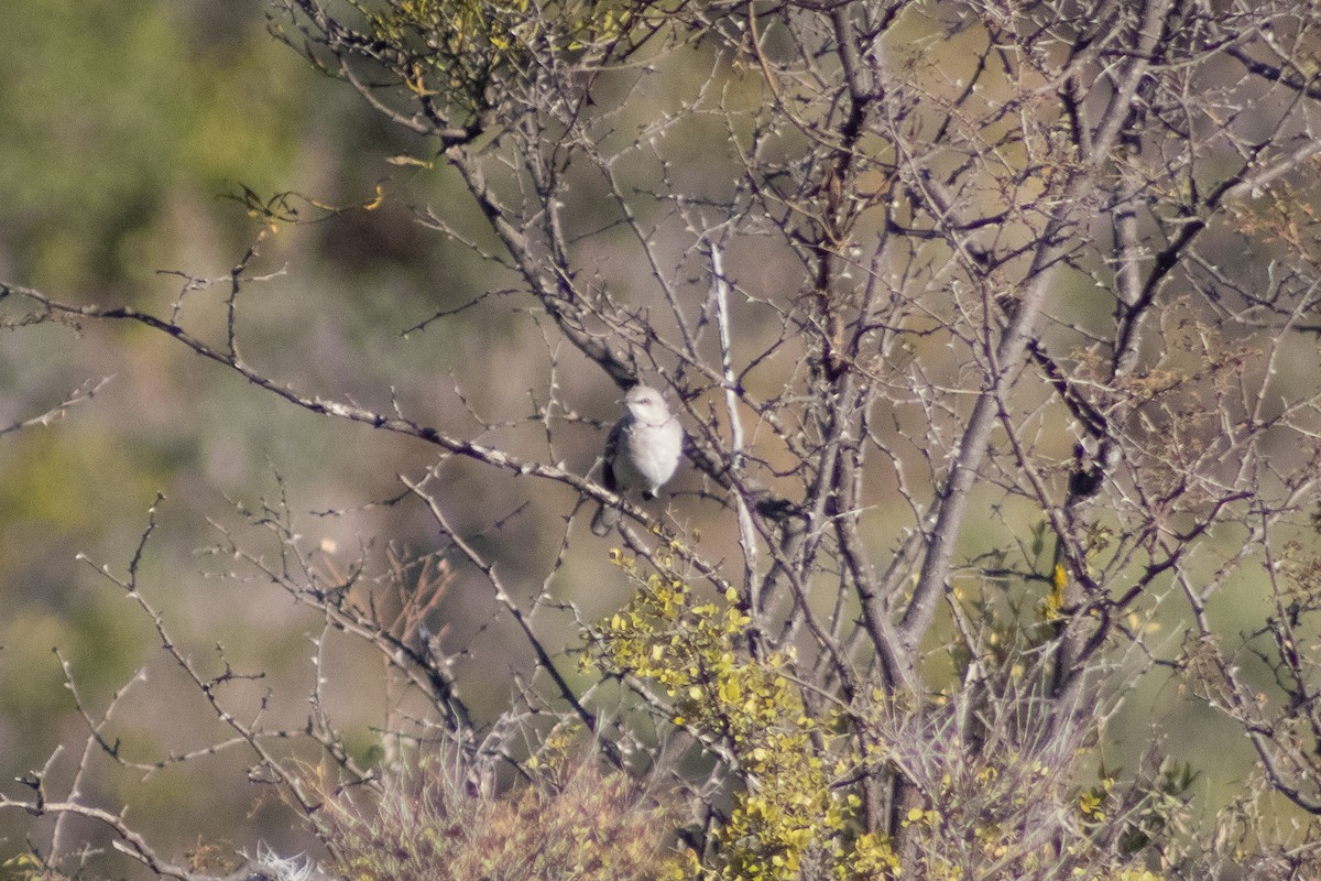 Northern Mockingbird - ML401565771