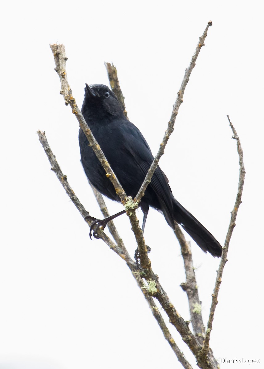 Black Flowerpiercer - ML401565841