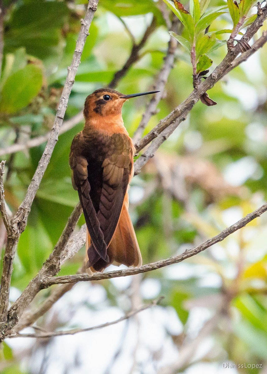 kolibřík duhovohřbetý - ML401566041