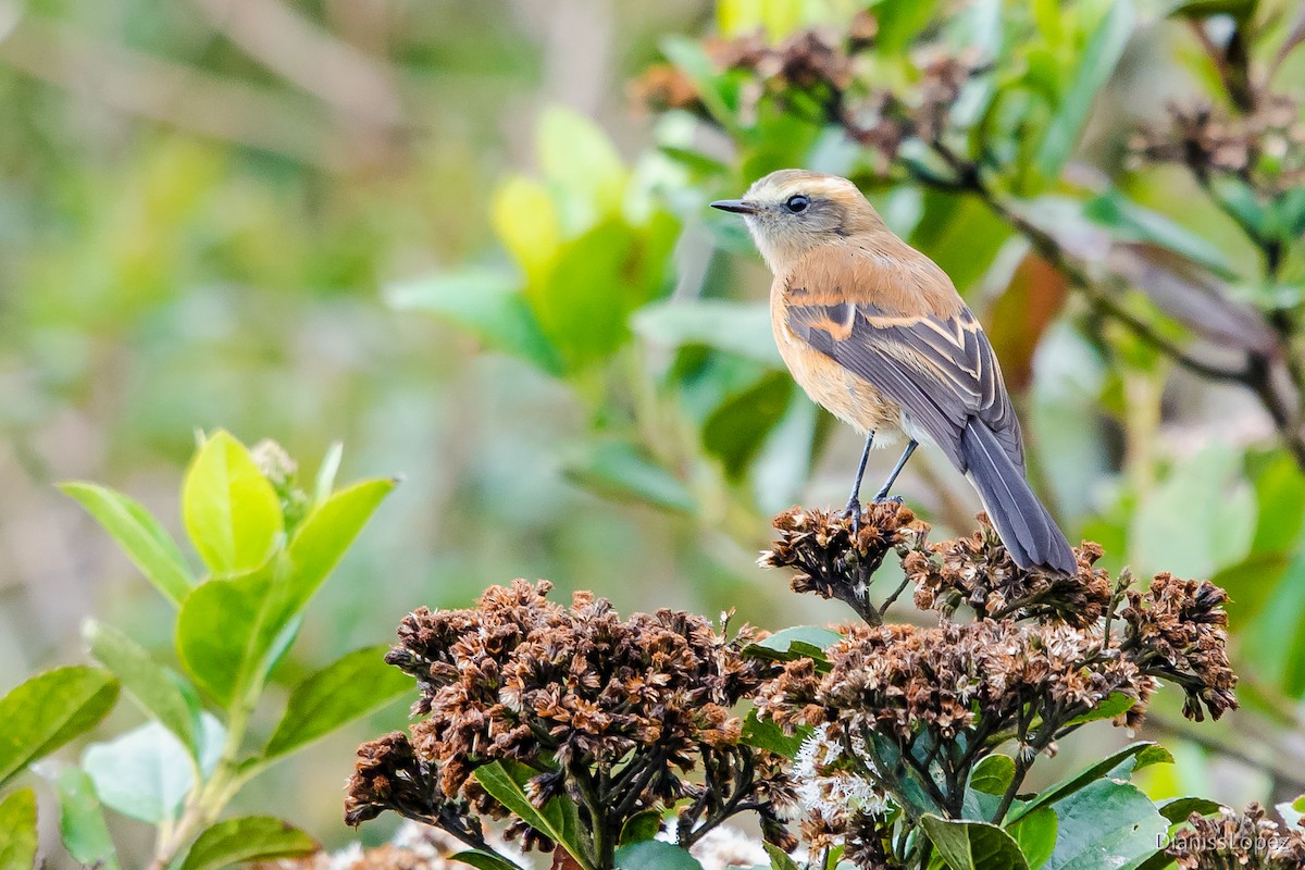 Brown-backed Chat-Tyrant - ML401566051