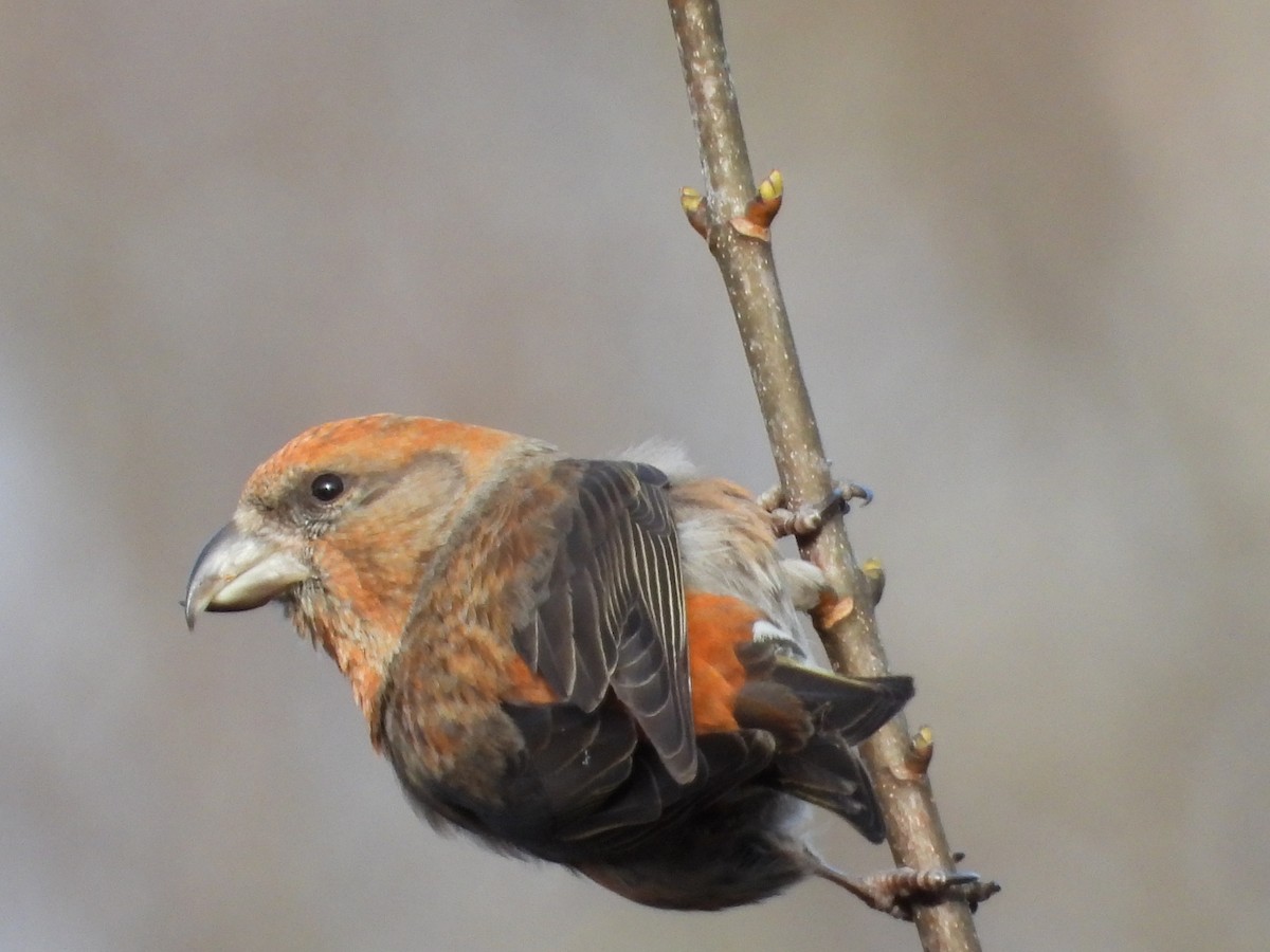 Red Crossbill - ML401567101