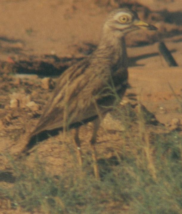 Eurasian Thick-knee - ML40156721