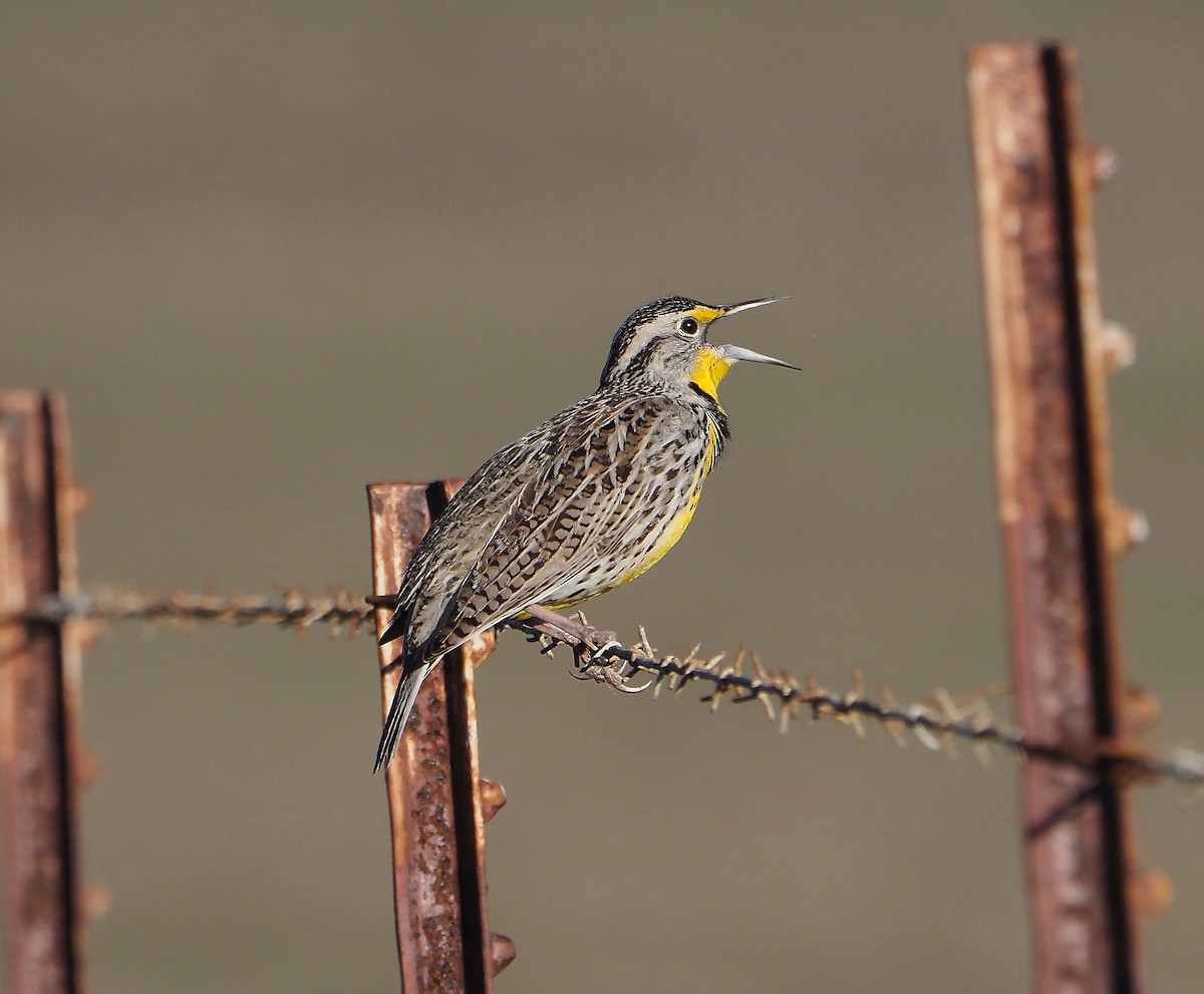 Western Meadowlark - Philip LoCicero