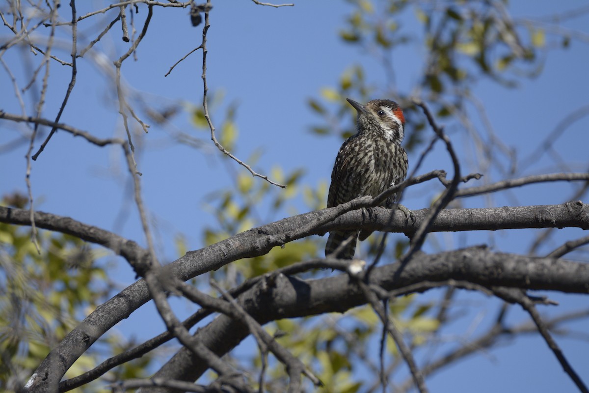 Striped Woodpecker - ML401567771