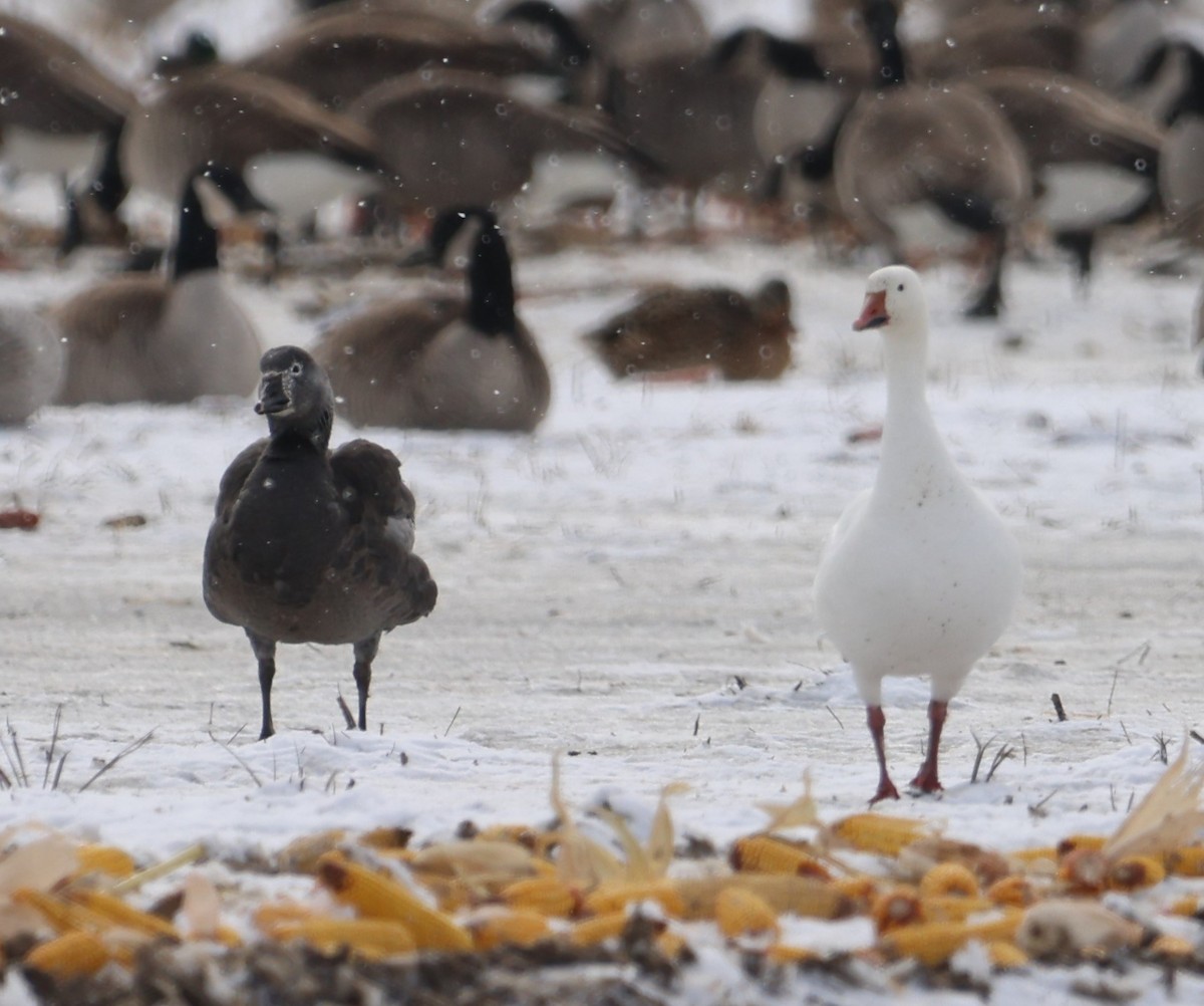 Snow Goose - ML401569231