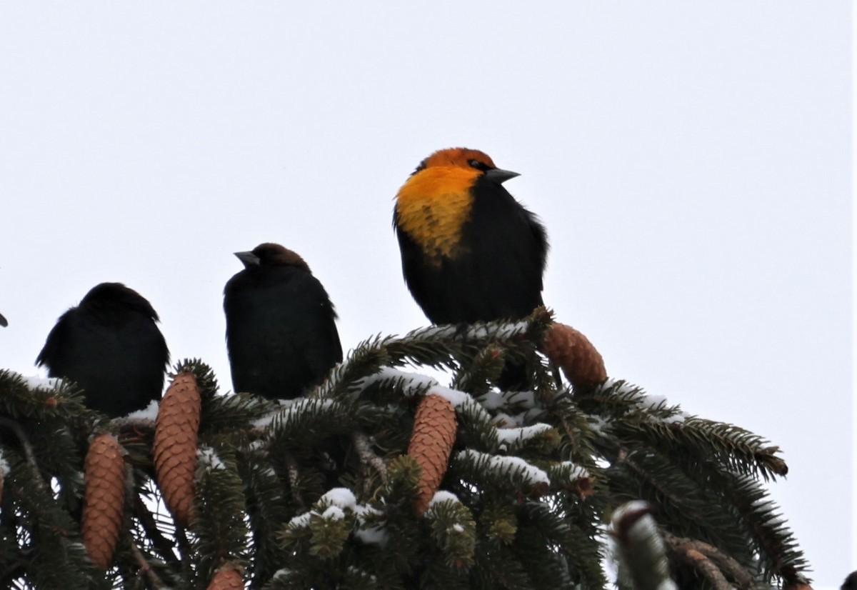 Yellow-headed Blackbird - Peter Veighey