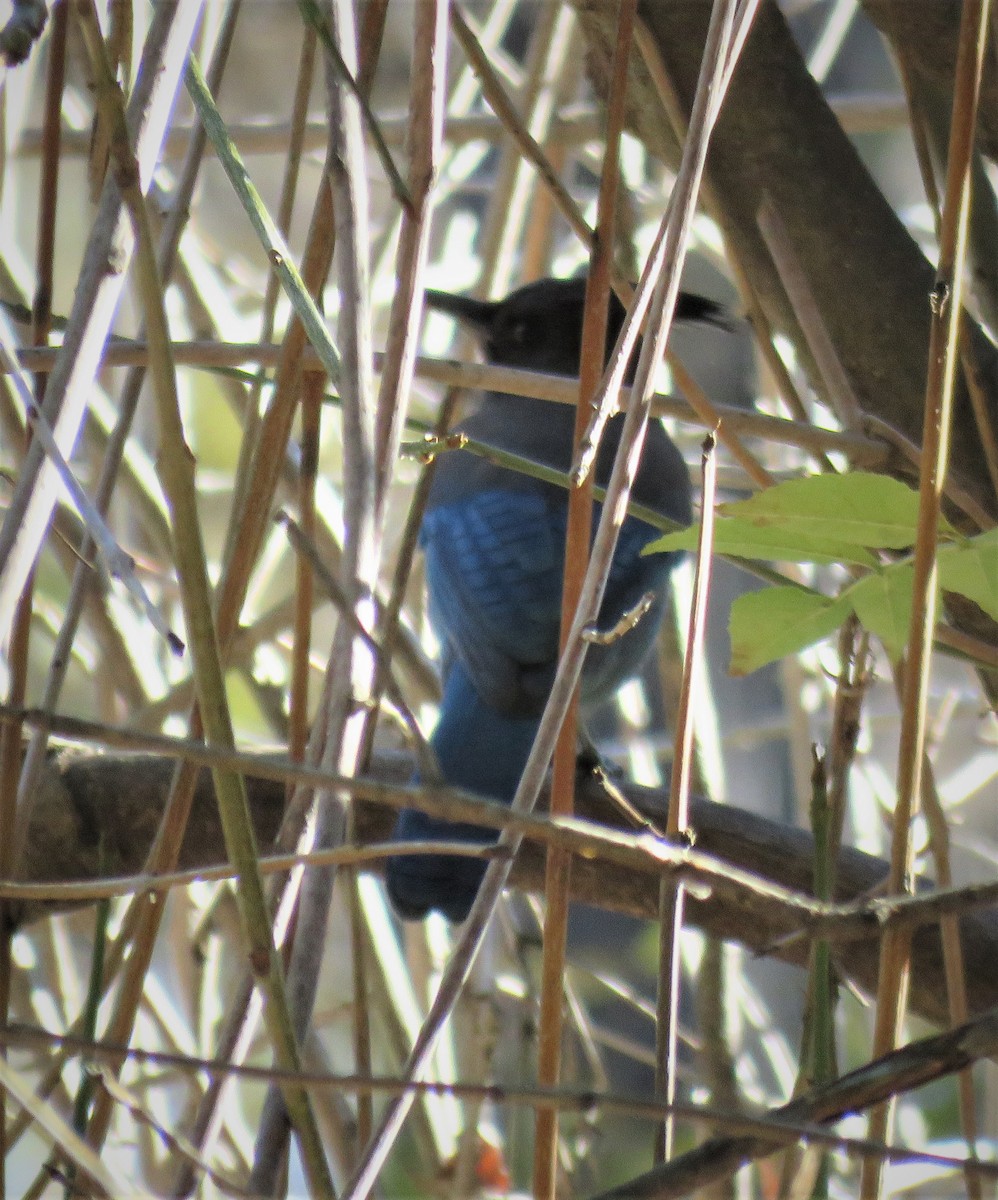 Steller's Jay - ML401570851