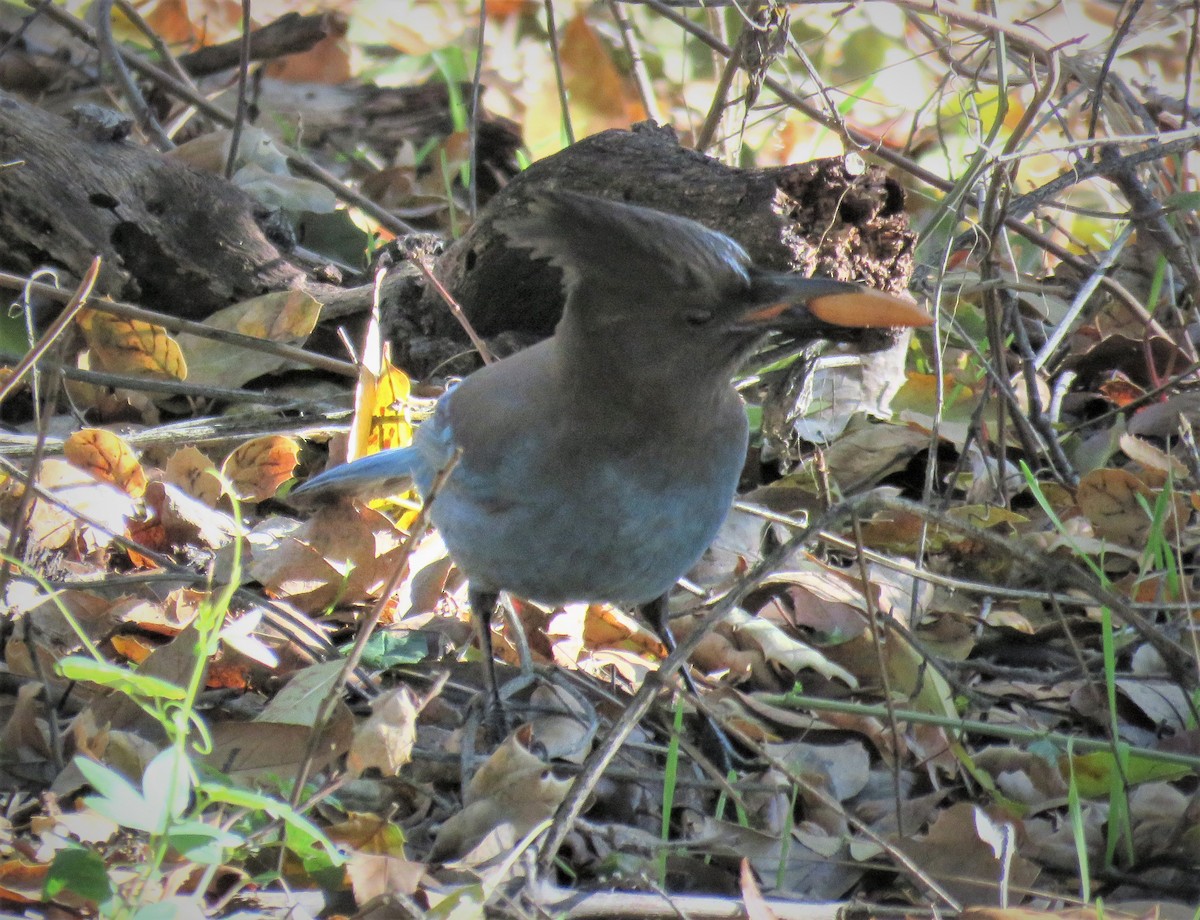 Steller's Jay - ML401571021