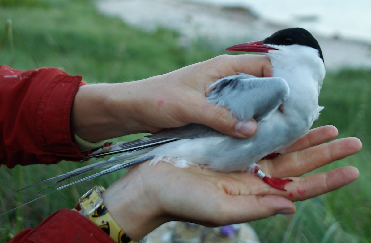 Arctic Tern - ML40157221