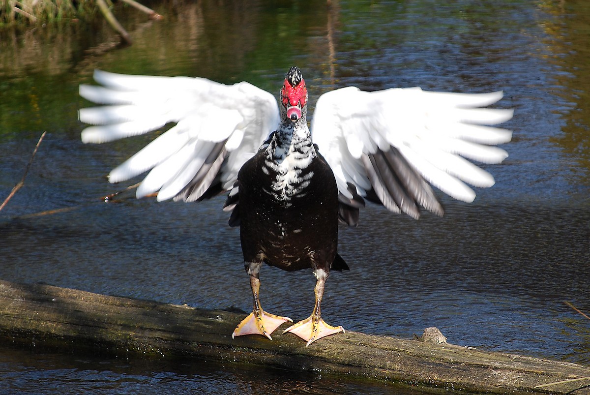 Muscovy Duck (Domestic type) - ML40157301
