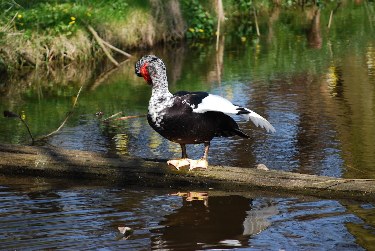 Muscovy Duck (Domestic type) - ML40157311