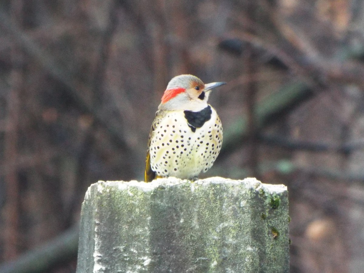 Northern Flicker (Yellow-shafted) - ML401573591