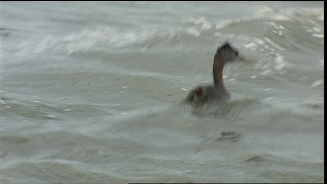 Great Grebe - ML401574