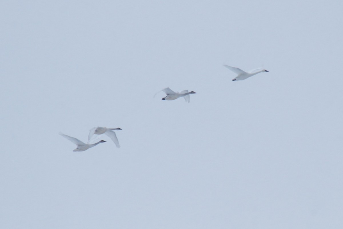 Гунгар хун - ML401575491