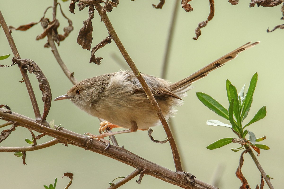 Graceful Prinia - ML401575831