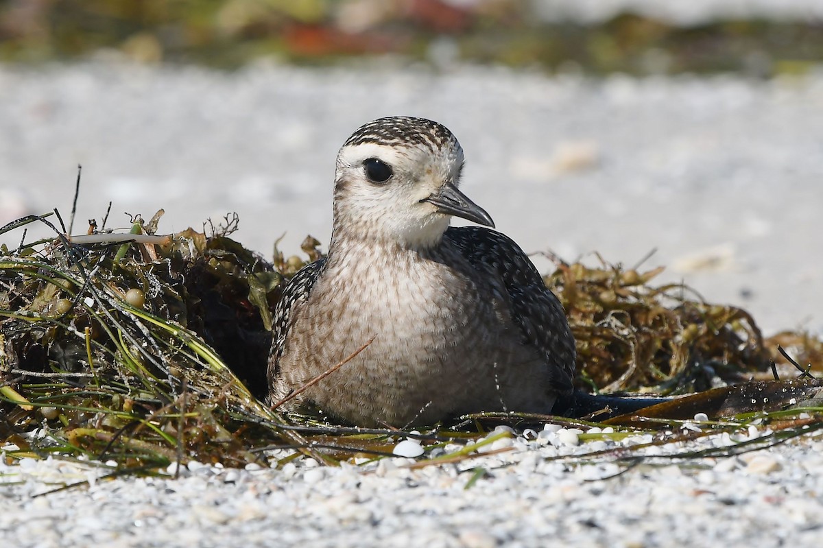 American Golden-Plover - ML401579091