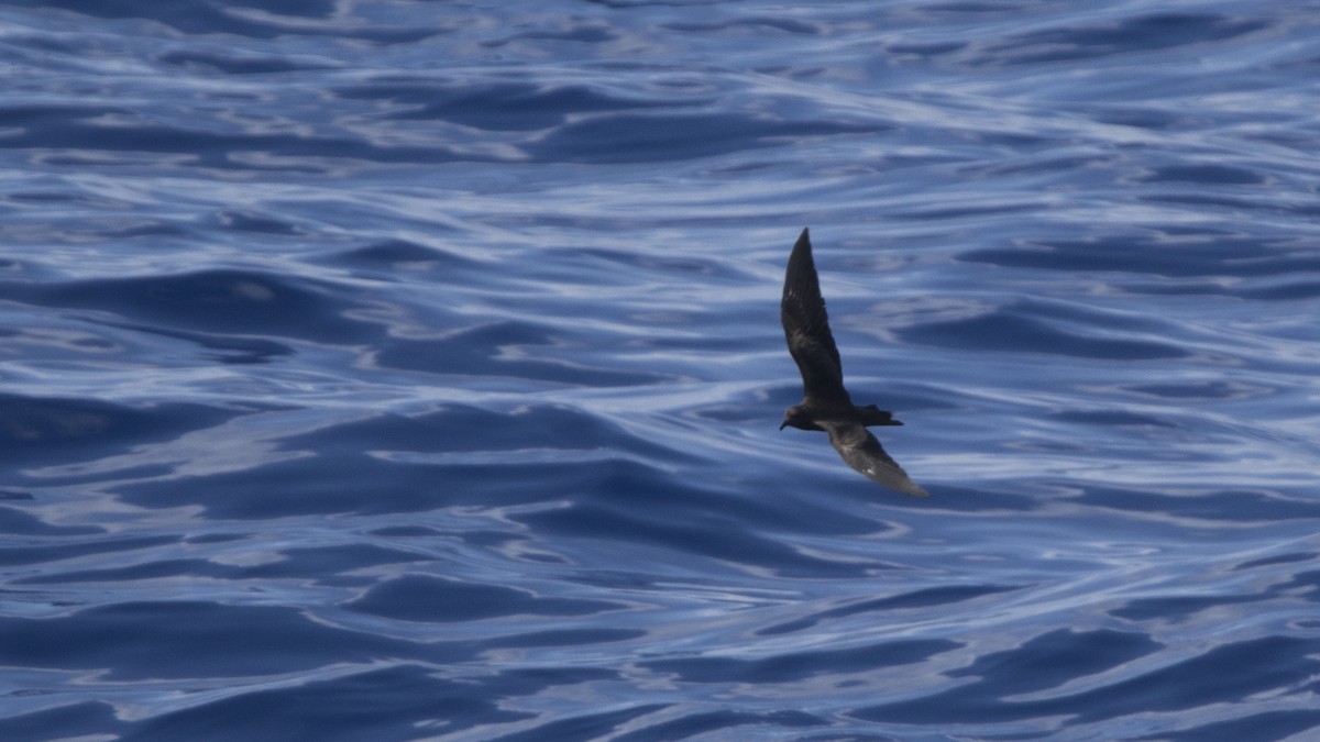 Swinhoe's Storm-Petrel - ML40158151