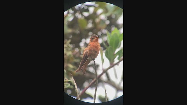 kolibřík duhovohřbetý - ML401582741